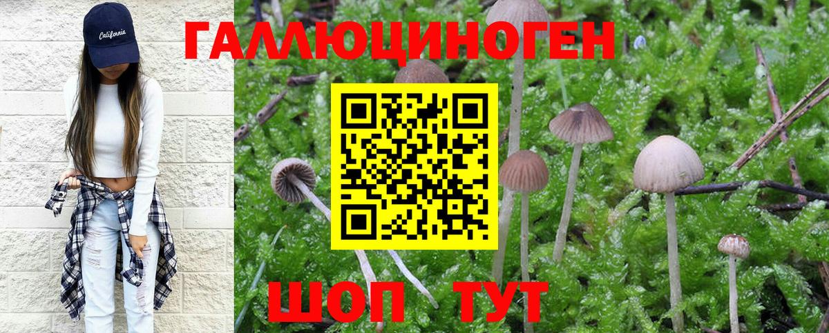Ипатово  Псилоцибиновые грибы Magic Shrooms  Вход с VPN  Псилоцибиновые грибы Psilocybe 
